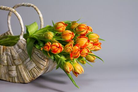 Straw basket with bouquet of fresh orange tulips on gray backdrop, greeting or gift conceptの写真素材