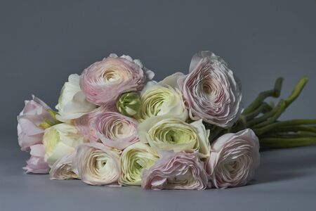 Spring flowers bouquet. Pink and white ranunculus flowers isolated on gray backdrop. Beautiful buttercup bouquet.の写真素材