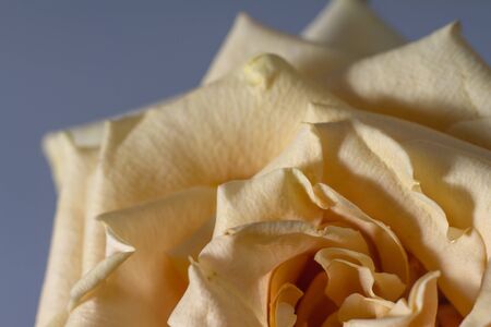 Beautiful beige rose with blossoming petals on blurry grey backdrop, selective focusの写真素材