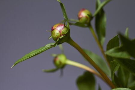 Unopened bud peony flowers in glass vase on grey backdrop, selective focus.の写真素材