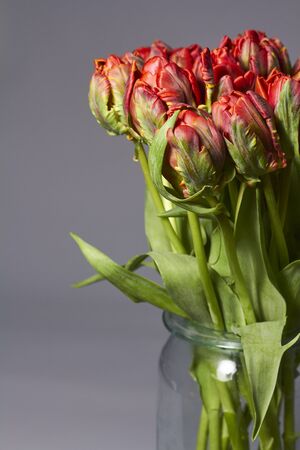 Bouquet of red tulips in a glass vase on a gray backdrop. Beautiful tulips flower for postcard beauty and design.の写真素材