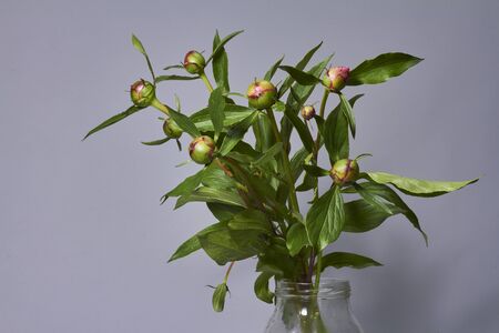Unopened bud peony flowers in glass vase on grey backdrop, selective focus.の写真素材