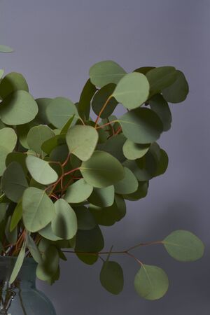 Branches of eucalyptus in vase on table on grey background. Home decor. Blog, website or social media concept.の写真素材