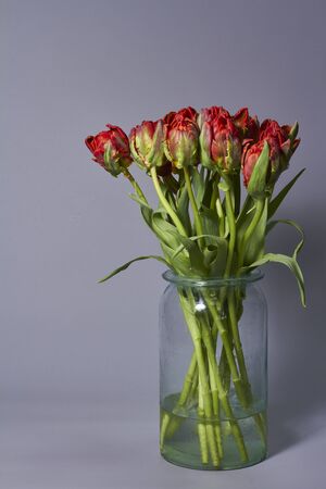 Bouquet of red tulips in a glass vase on a gray backdrop. Beautiful tulips flower for postcard beauty and design.の写真素材