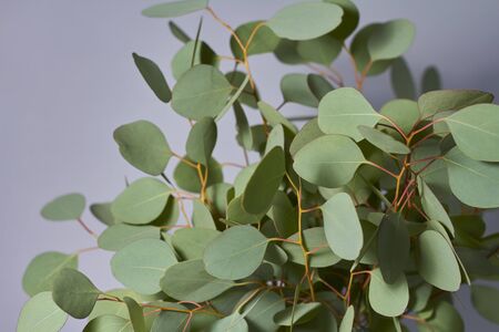 Branches of eucalyptus in vase on table on grey background. Home decor. Blog, website or social media concept.の写真素材