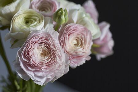 Spring flowers bouquet. Pink and white ranunculus flowers isolated on gray backdrop. Beautiful buttercup bouquet.の写真素材