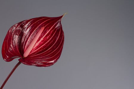 Beautiful dark red blossoming single Anthurium flower on grey background, close-up viewの写真素材