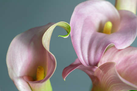 Close-up bouquet of pink calla lilies on gray backdrop, greeting or gift concept, selective focusの写真素材