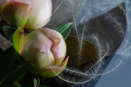 Unopened bud pink peony flowers extremely close-up on grey backdrop, selective focus.の写真素材
