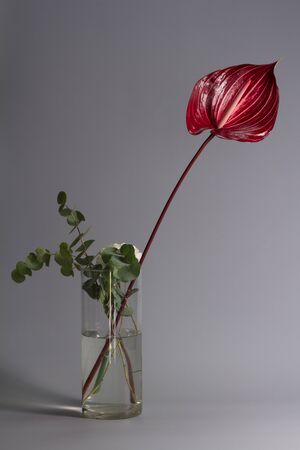 Beautiful dark red blossoming single Anthurium flower on grey background, close-up viewの写真素材