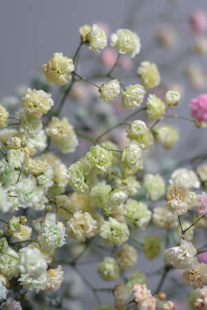 Multicolored bouquet of gypsophila flowers on gray background. Minimal composition of gypsophila flowers on pastel background.の写真素材