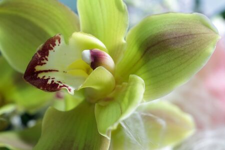 Extreme Macro photo of yellow orchid flower used as backdrop, selective focusの写真素材