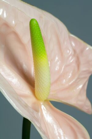 Beautiful pink blossoming single Anthurium flower on grey background, close-up viewの写真素材