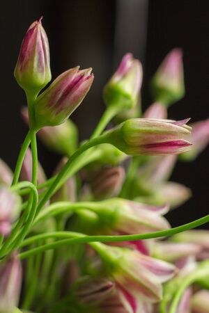 Extreme close-up photo Chives or Allium schoenoprasum blooming flowers in glass vase on grey background, selective focusの写真素材