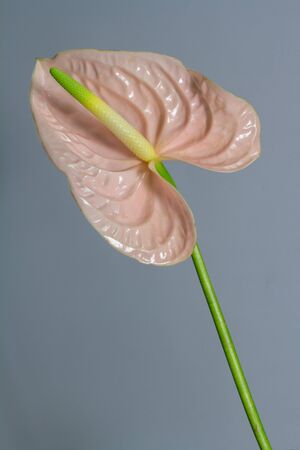 Beautiful pink blossoming single Anthurium flower on grey background, close-up viewの写真素材