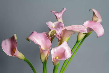 Close-up bouquet of pink calla lilies in glass vase on gray backdrop, greeting or gift concept, selective focusの写真素材