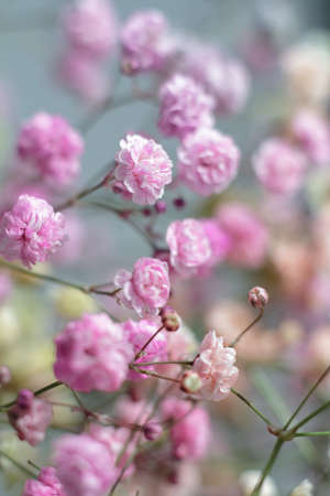 Multicolored bouquet of gypsophila flowers on gray background. Minimal composition of gypsophila flowers on pastel background.の写真素材