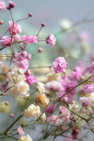 Multicolored bouquet of gypsophila flowers on gray background. Minimal composition of gypsophila flowers on pastel background.の写真素材