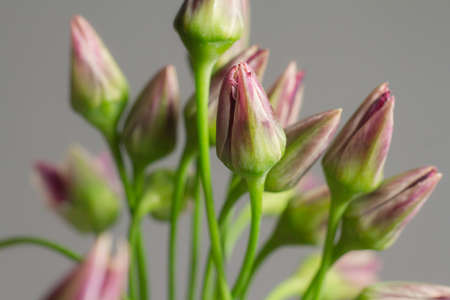 Extreme close-up photo Chives or Allium schoenoprasum blooming flowers in glass vase on grey background, selective focusの写真素材