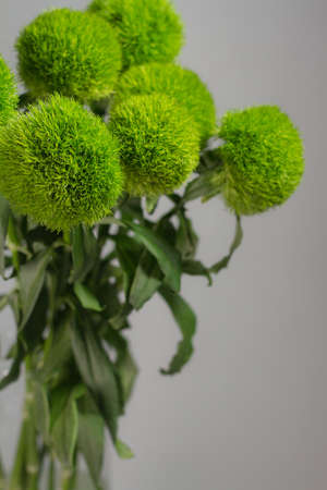 Bunch of dianthus barbatus in glass vase on grey background. Bouquet of turkish carnations macro photo.の写真素材