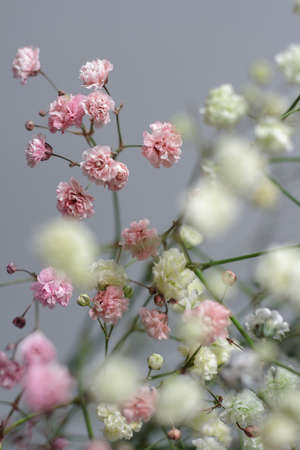 Multicolored bouquet of gypsophila flowers on gray background. Minimal composition of gypsophila flowers on pastel background.の写真素材