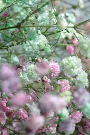 Multicolored bouquet of gypsophila flowers on gray background. Minimal composition of gypsophila flowers on pastel background.の写真素材