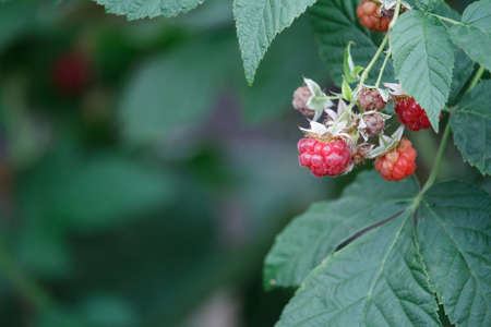 Close up red ripe raspberries on green bush, selective focusの写真素材