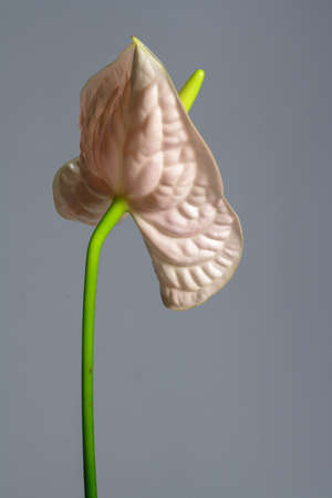 Beautiful pink blossoming single Anthurium flower on gray background, close-up viewの写真素材