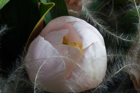 Unopened bud pink peony flowers extremely close-up on gray backdrop, selective focus.の写真素材