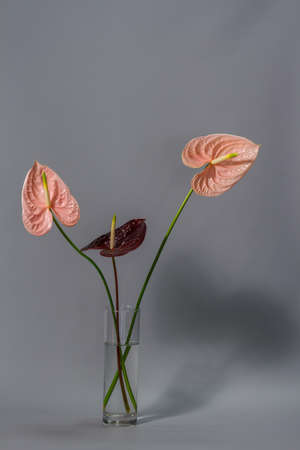 Beautiful pink and dark red blossoming Anthurium flowers on gray background, close-up viewの写真素材