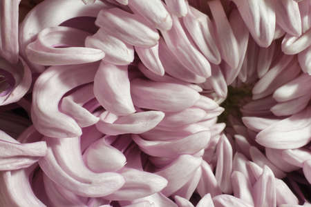 Close up of pink dahlia with center in focus and softer edges, selective focusの写真素材