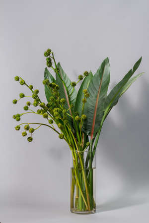 Green strelitzia leaves and european bur reed or sparganium emersum in glass vase on grey backgroundの写真素材