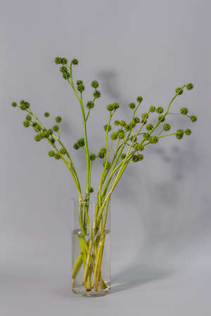 Bouquet of green european bur reed or Sparganium emersum in glass vase on grey background, natural bouquet in minimalistic interior, selective focusの写真素材