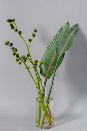 Green strelitzia leaves and european bur reed or sparganium emersum in glass vase on grey backgroundの写真素材
