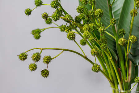 Green strelitzia leaves and european bur reed or sparganium emersum in glass vase on grey backgroundの写真素材