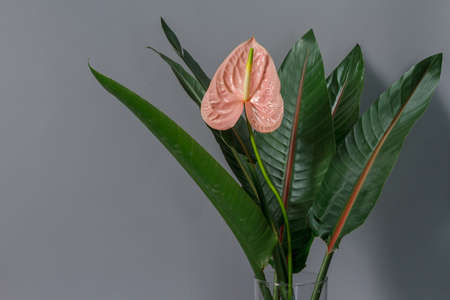 Green strelitzia leaves and one pink anthurium flower in glass vase on grey background. Strelitzia retinae foliage.の写真素材