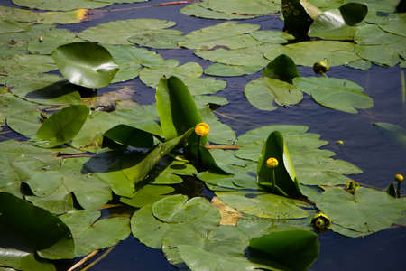 Yellow water Lily Nymphaeaceae in blue water with green leaves and reflections, selective focusの写真素材