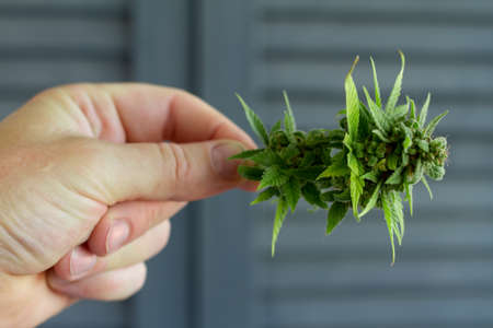 Close up male hand holds bump cannabis plant. Concept farm marijuana plantation. Can of cannabis buds CBD.の写真素材