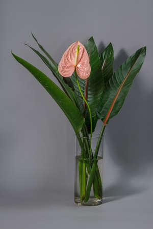 Green strelitzia leaves and one pink anthurium flower in glass vase on grey background.の写真素材