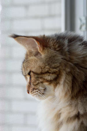 Close up portrait of Maine Coon cat sitting on window-sill in minimalistic kitchen, selective focusの写真素材