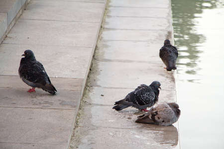 Few doves drinking water on fountain in city park, selective focusの写真素材