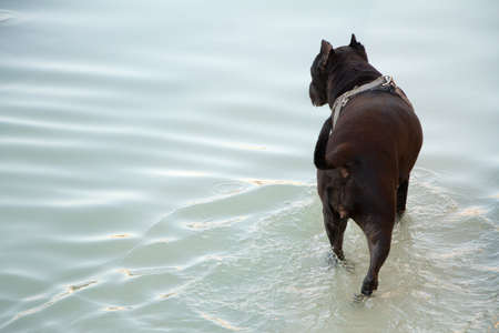 Black adult dog breeder boxer standing in water, dog went into water to swim