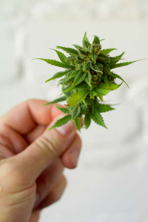 Close up male hand holds bump cannabis plant. Concept farm marijuana plantation. Can of cannabis...