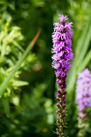 One lavender flower detail and blurred background, selective focusの写真素材