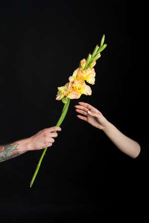 Male hand with tattoos giving yellow gladiolus flower to feminine girlish hand, greeting card or conceptの写真素材