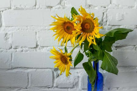 Bouquet of blooming sunflowers in blue glass vase white brick wall background, selective focusの写真素材