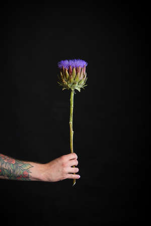 Male tattooed hand holding one purple artichoke flower on black background, greeting card or conceptの写真素材