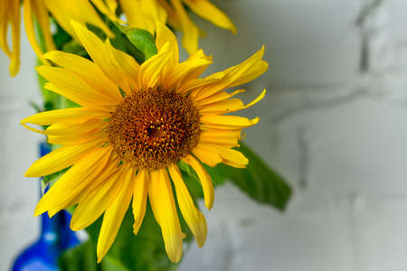 Bouquet of blooming yellow sunflowers in blue glass vase white brick wall background, selective focusの写真素材