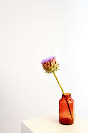 Single artichoke flower in brown glass vase on white background, greeting card concept, selective focusの写真素材