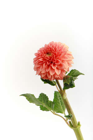 Pink fresh fragile dahlia flower isolated on white background, greeting cardの写真素材